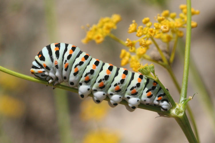 Papilio machaon syriacus: Bild 13