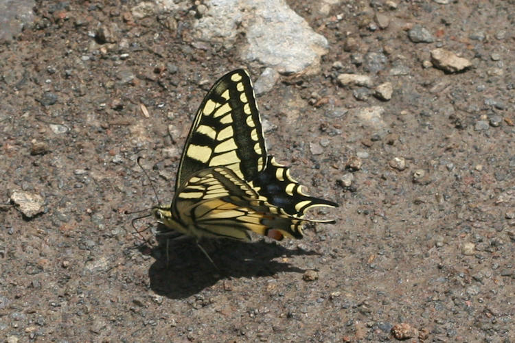 Papilio machaon syriacus: Bild 12