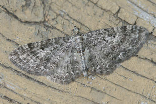 Eupithecia subfuscata: Bild 2