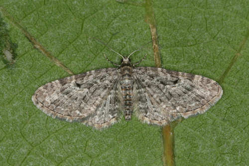 Eupithecia subfuscata: Bild 5