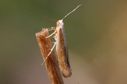 Argyresthia albistria: Bild 4