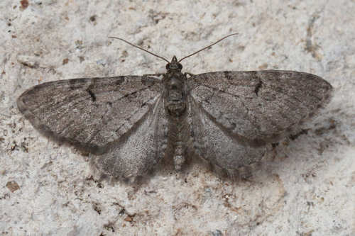 Eupithecia intricata: Bild 3