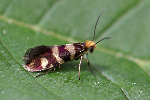 Micropteryx rothenbachii: Bild 5