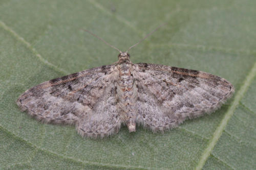 Eupithecia vulgata: Bild 16