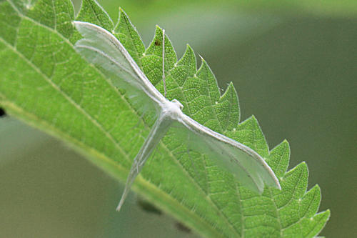 Pterophorus pentadactyla: Bild 2