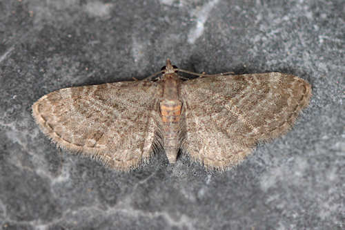 Eupithecia haworthiata: Bild 16