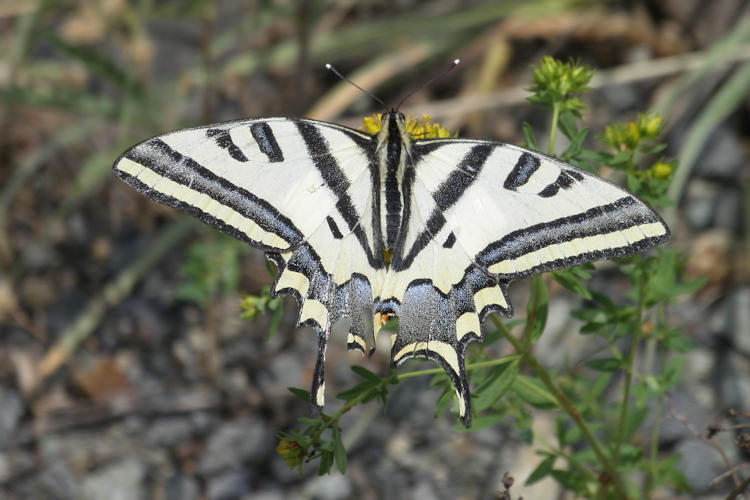 Papilio alexanor orientalis: Bild 2