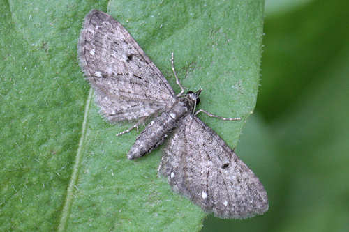 Eupithecia tripunctaria: Bild 2