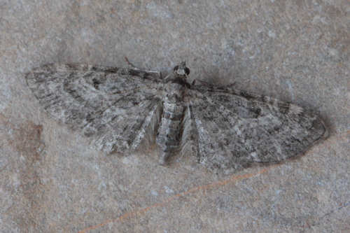 Eupithecia subfuscata: Bild 24