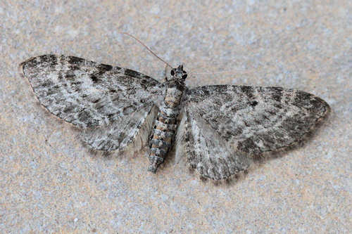 Eupithecia subfuscata: Bild 26