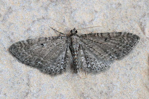 Eupithecia subfuscata: Bild 27
