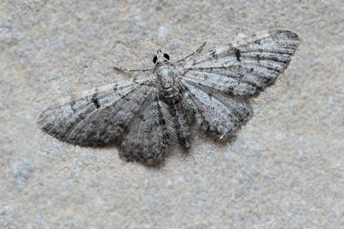 Eupithecia distinctaria: Bild 11