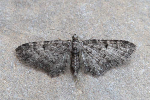 Eupithecia subfuscata: Bild 28