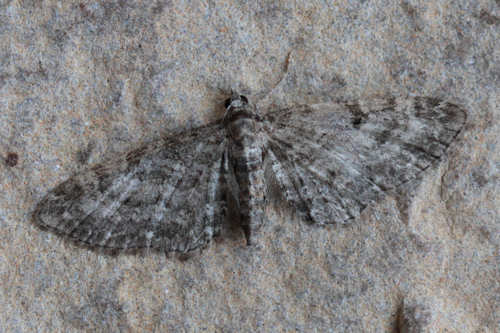 Eupithecia subfuscata: Bild 29