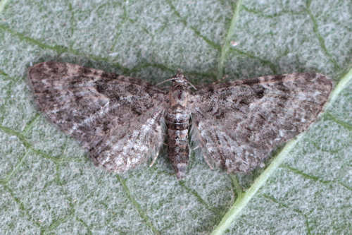 Eupithecia subfuscata: Bild 33