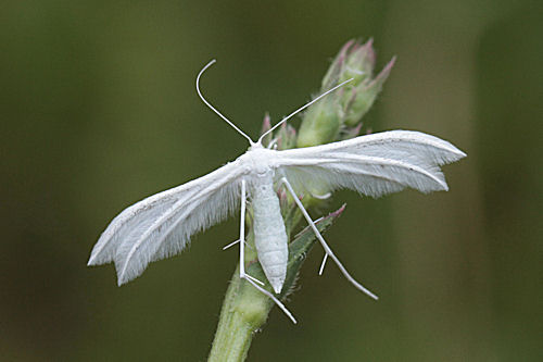 Pterophoridae indet.: Bild 5