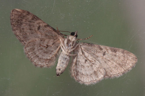 Eupithecia icterata: Bild 28
