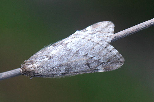 Alsophila aescularia: Bild 17