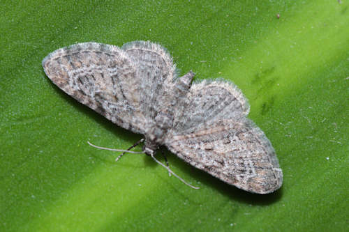 Eupithecia reisserata: Bild 4