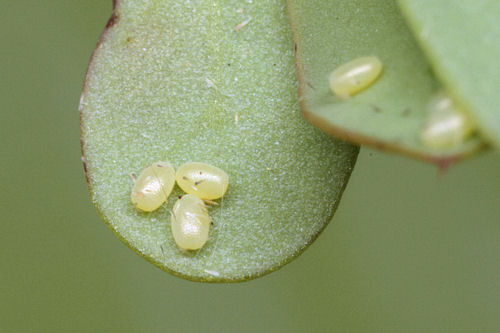 Hydria cervinalis: Bild 1