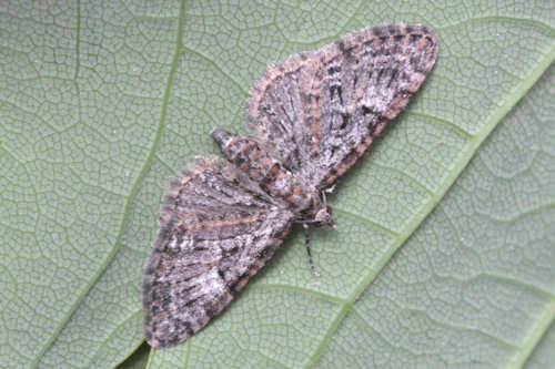Eupithecia dodoneata: Bild 24