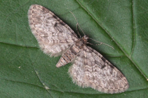Eupithecia tantillaria: Bild 11