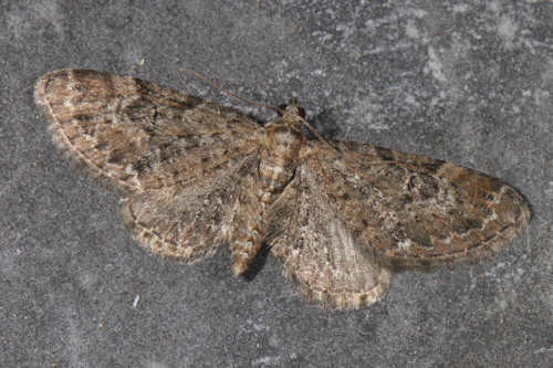 Eupithecia vulgata: Bild 19