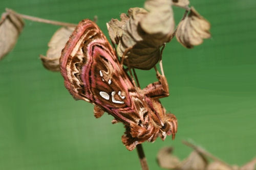Panchrysia v-argenteum: Bild 11