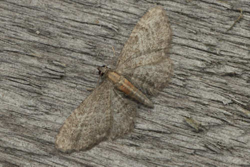 Eupithecia haworthiata: Bild 18