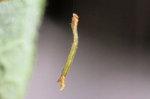Angerona prunaria: Bild 12