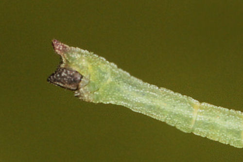 Hemistola chrysoprasaria: Bild 31