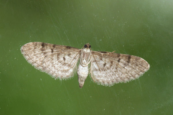 Eupithecia pusillata: Bild 34