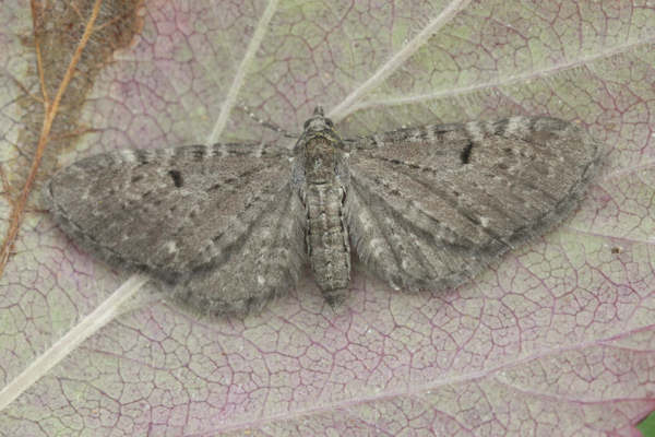 Eupithecia actaeata: Bild 5