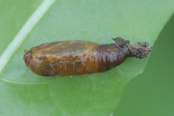Eupithecia actaeata: Bild 22