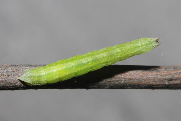 Hemistola chrysoprasaria: Bild 54