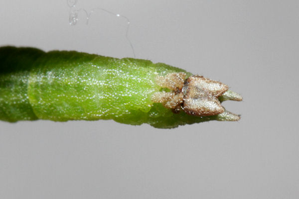 Hemistola chrysoprasaria: Bild 57