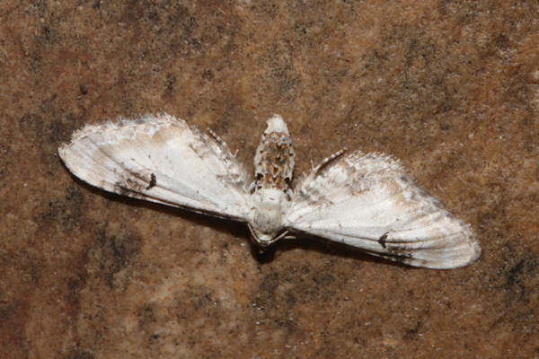 Eupithecia centaureata: Bild 8