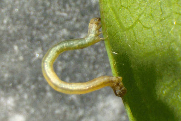 Dyscia penulataria: Bild 6