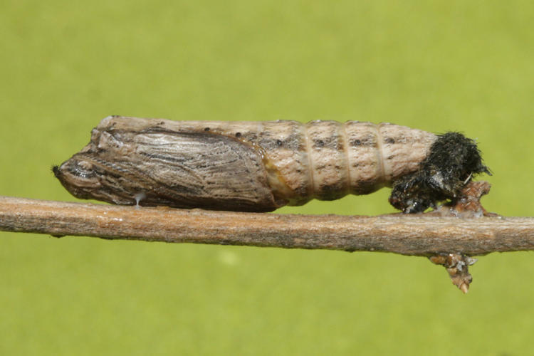 Zerynthia rumina rumina: Bild 42
