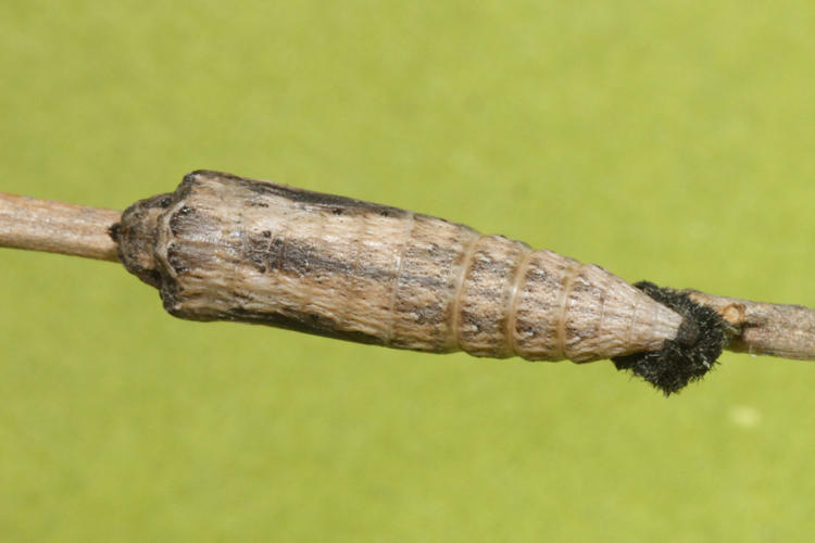 Zerynthia rumina rumina: Bild 43