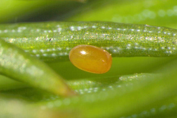 Eupithecia tantillaria: Bild 1
