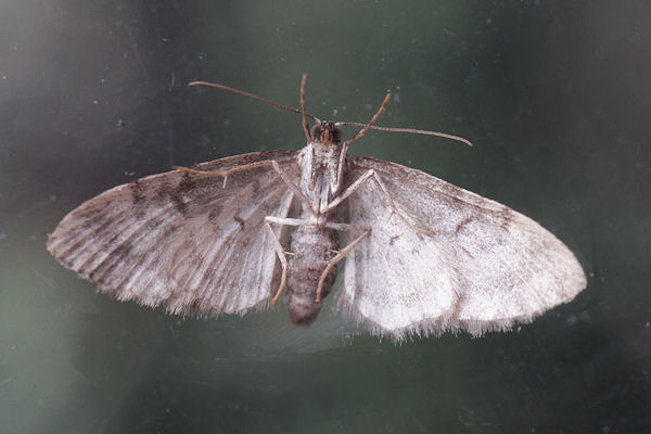 Eupithecia tantillaria: Bild 30