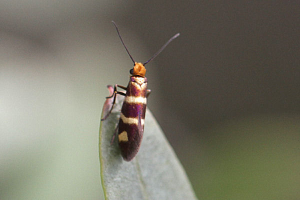 Micropteryx ibericella: Bild 2