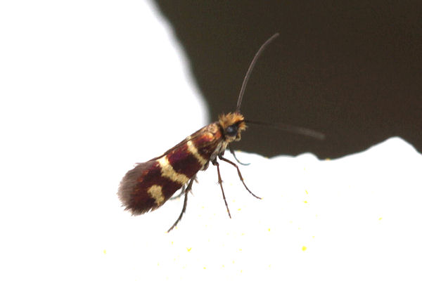 Micropteryx ibericella: Bild 7