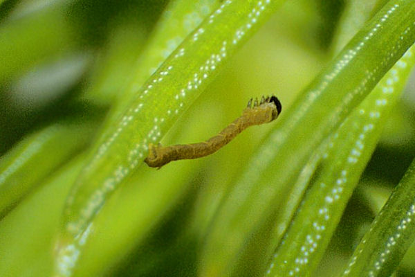 Eupithecia tantillaria: Bild 9