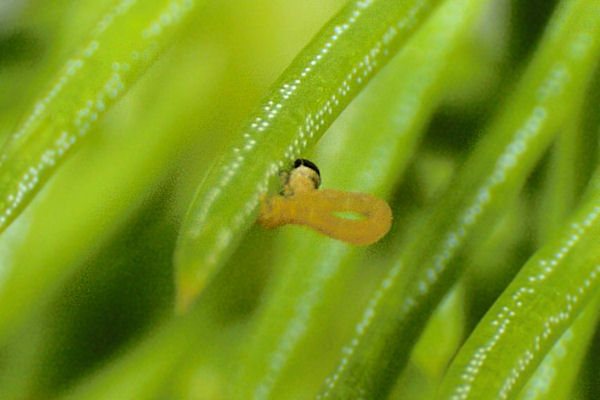 Eupithecia tantillaria: Bild 10