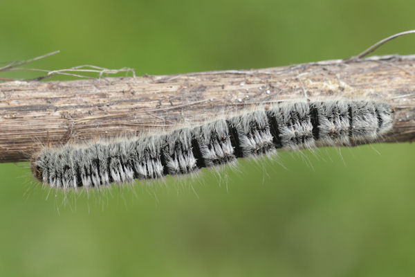 Lasiocampa trifolii: Bild 4