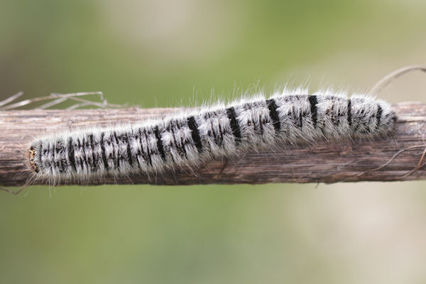 Lasiocampa trifolii: Bild 5