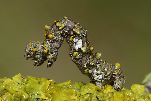 Cleorodes lichenaria: Bild 2