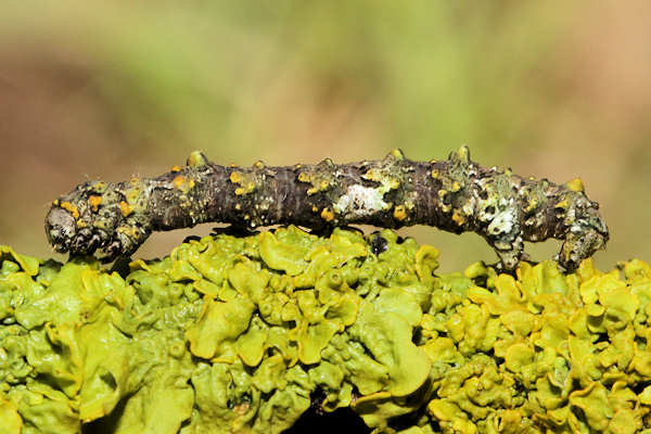 Cleorodes lichenaria: Bild 15